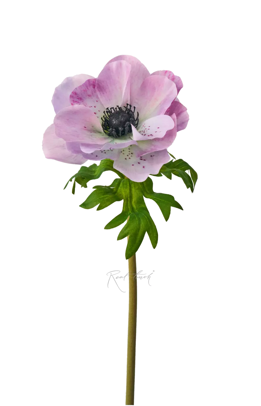 Анемона de Caen - Бело-фиолетовый Анемона de Caen - Бело-фиолетовый