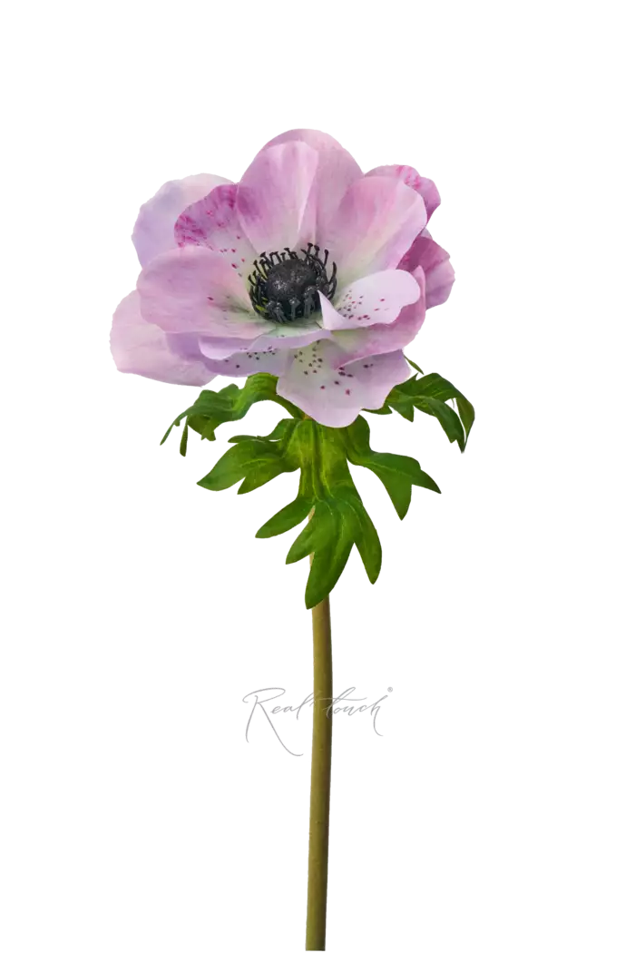 Анемона de Caen - Бело-фиолетовый