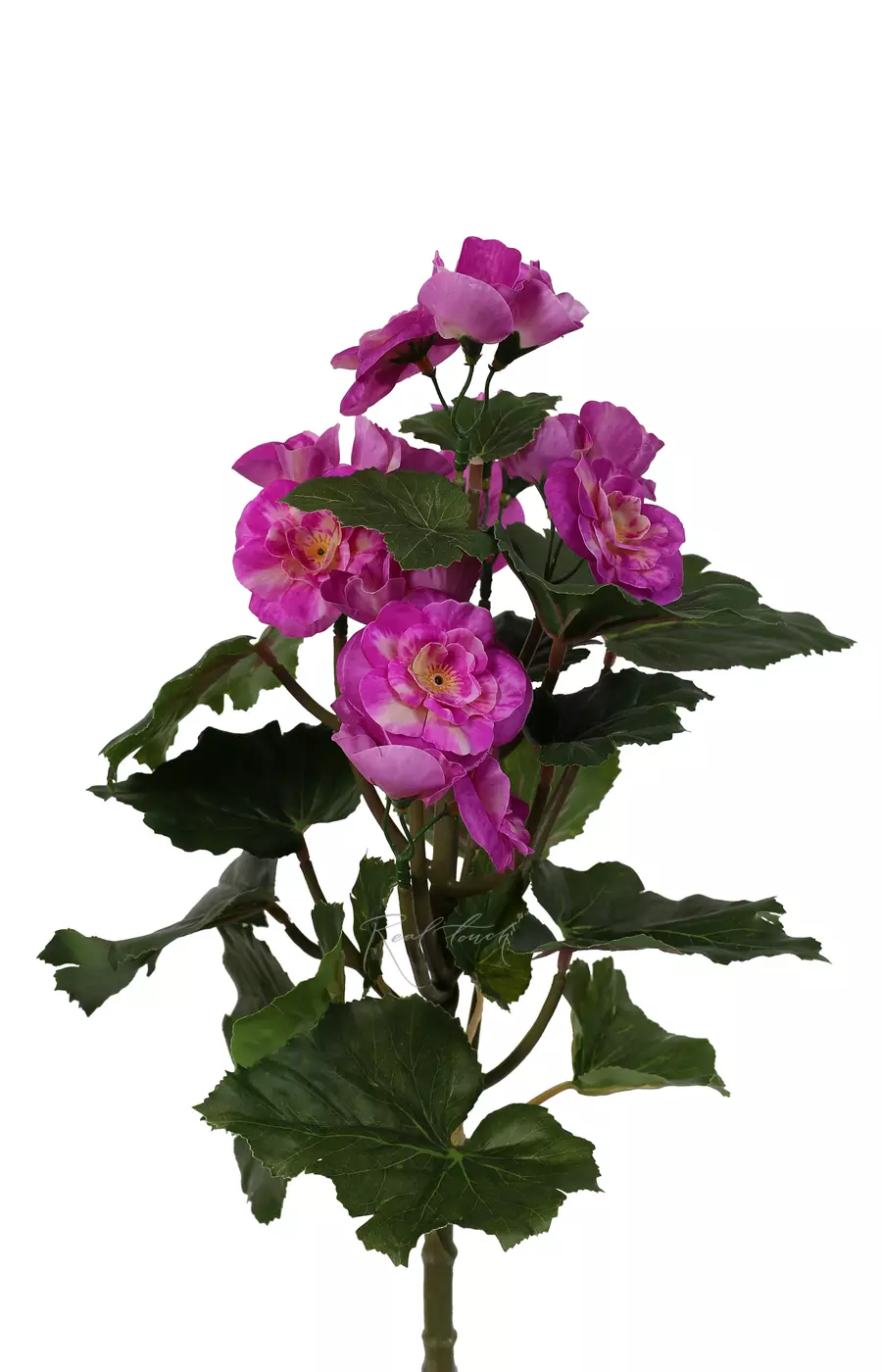 Бегония цветущая малая - Фуксия Бегония цветущая малая - Фуксия