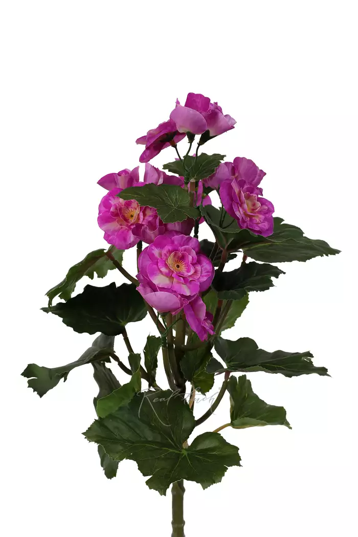 Бегония цветущая малая - Фуксия