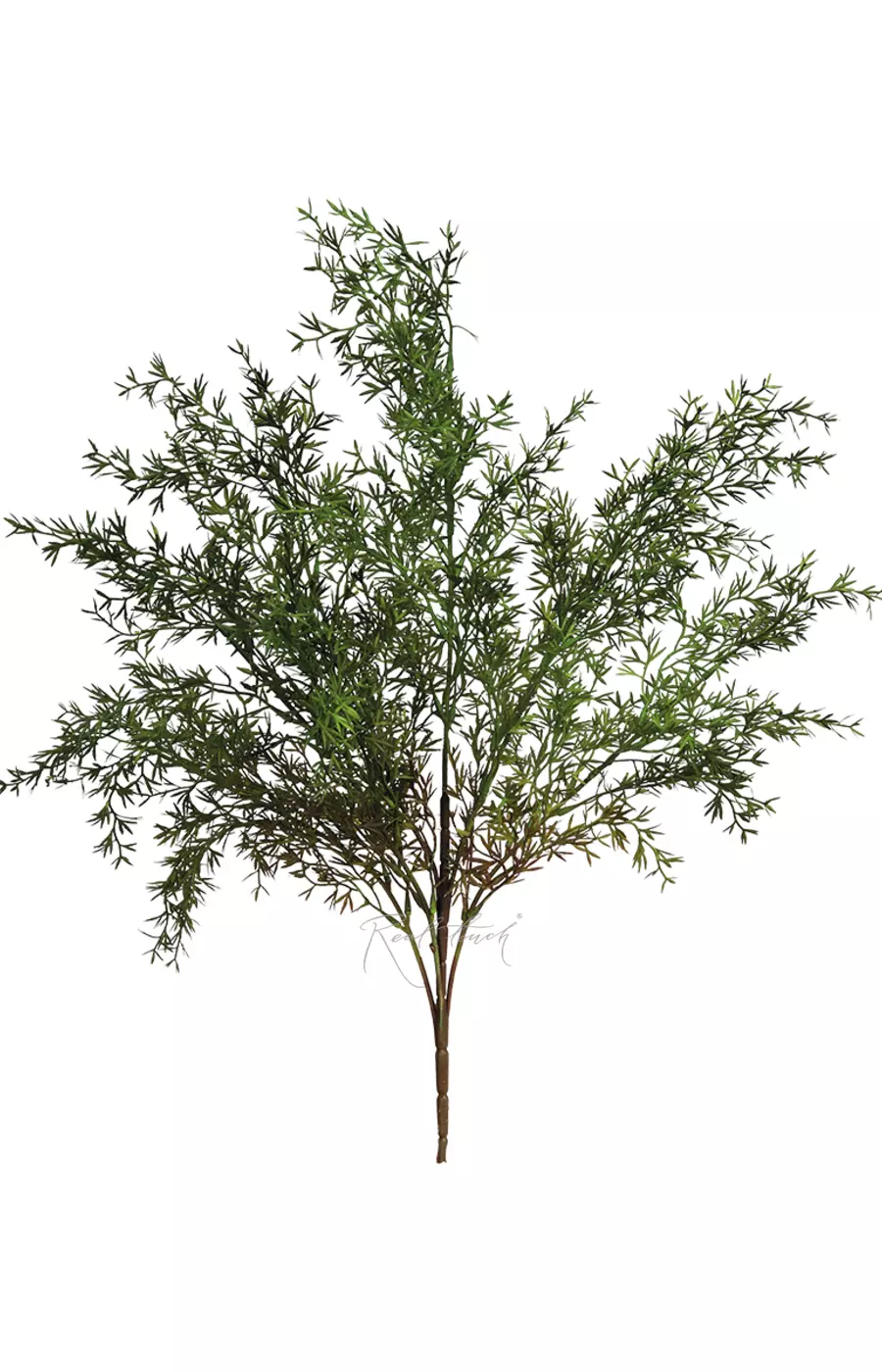 Аспарагус Умбелатус - Зеленый Аспарагус Умбелатус - Зеленый