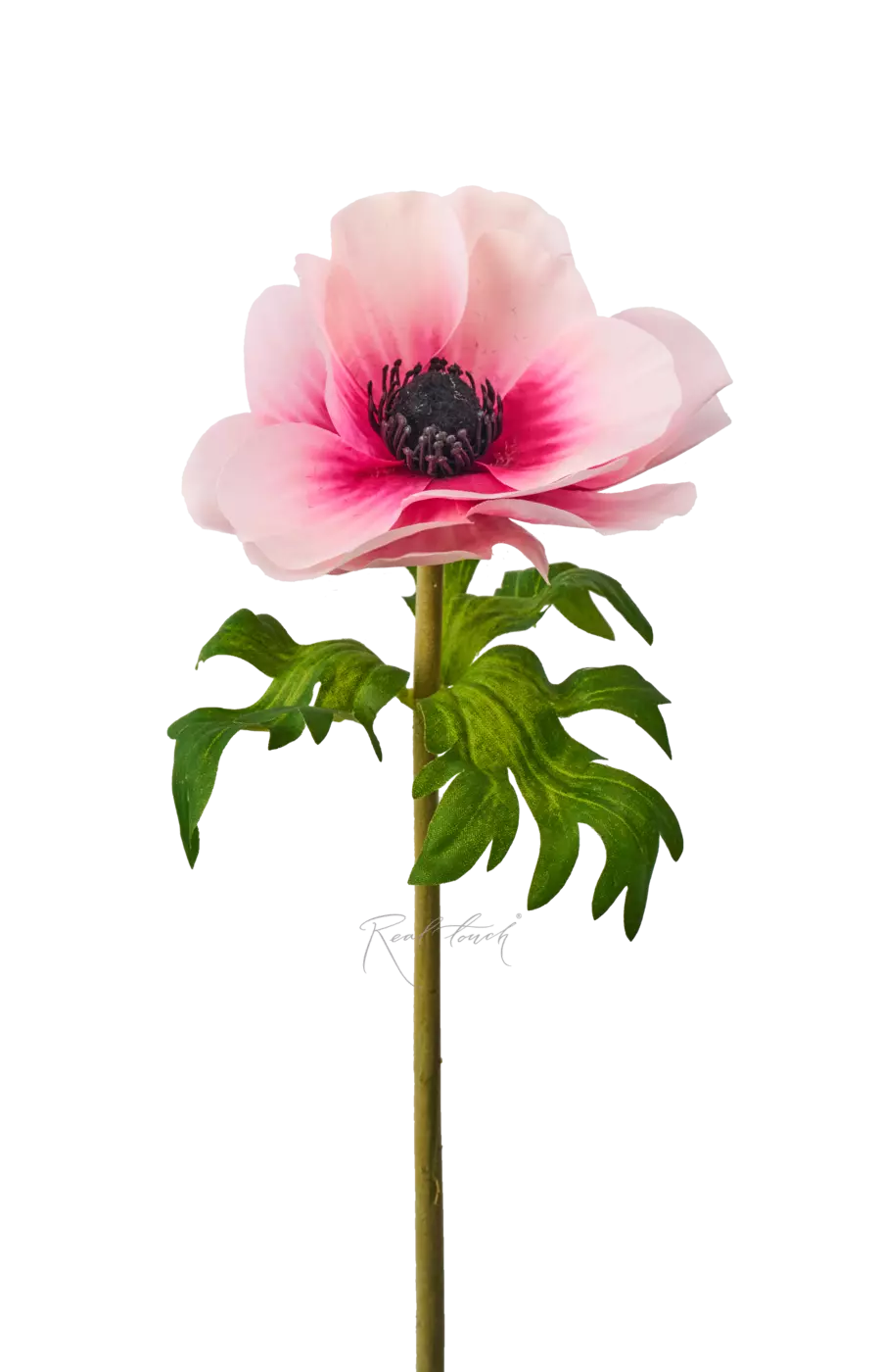 Анемона de Caen - Бело-розовый Анемона de Caen - Бело-розовый