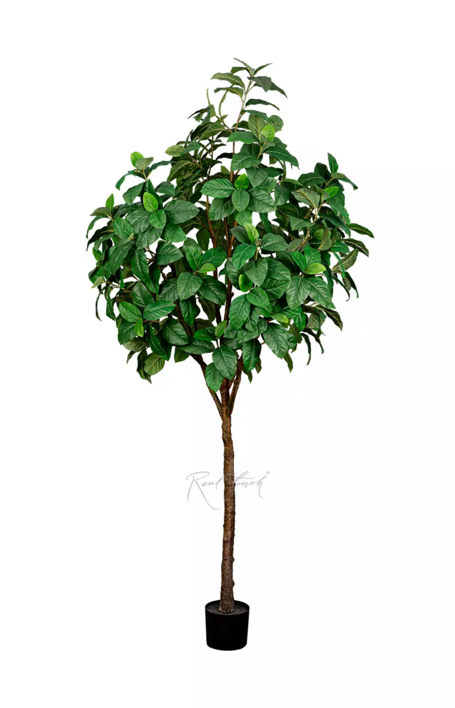 Фикус 240см - Зеленый