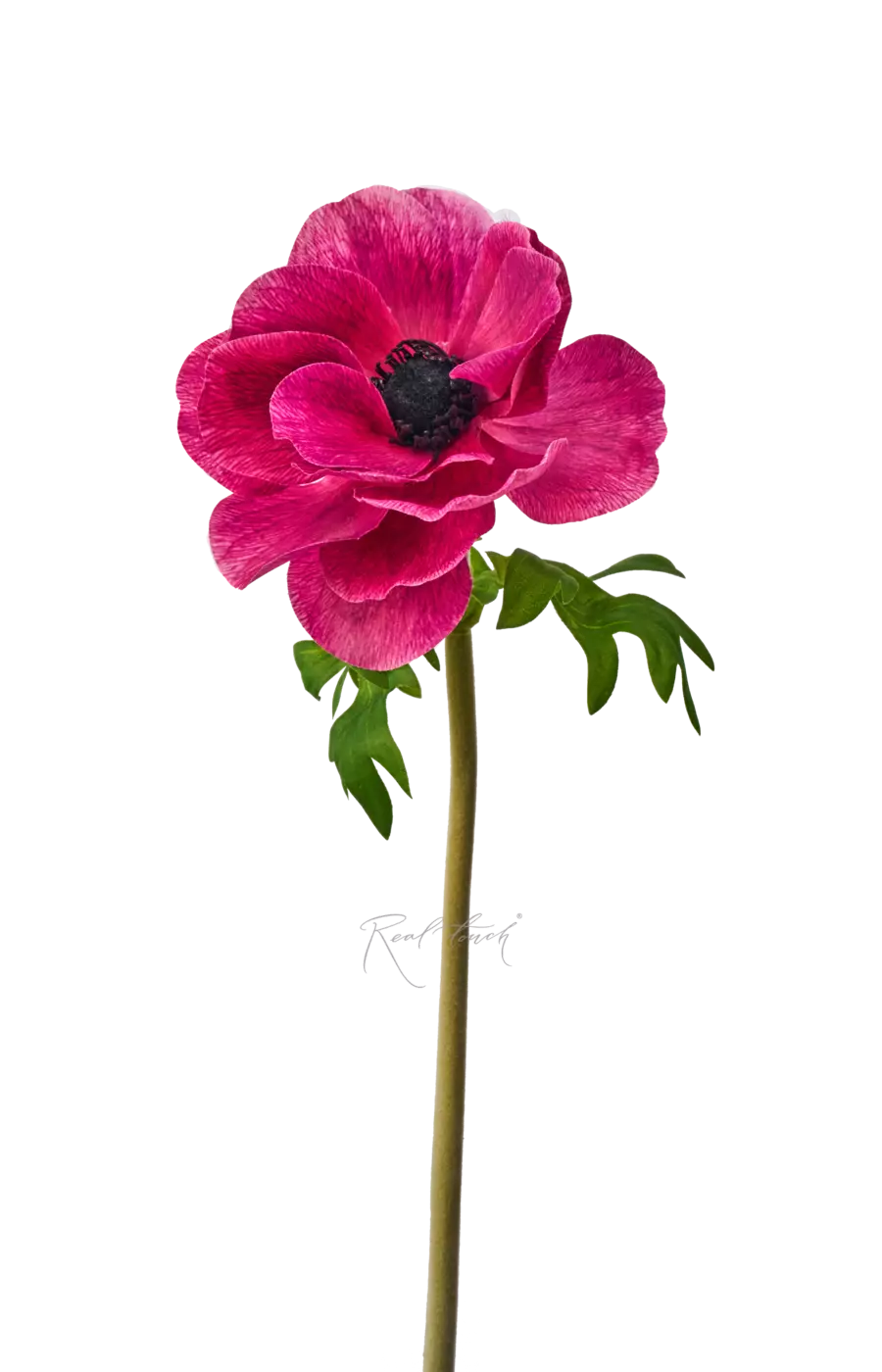 Анемона de Caen - Фиолетово-пурпурный Анемона de Caen - Фиолетово-пурпурный