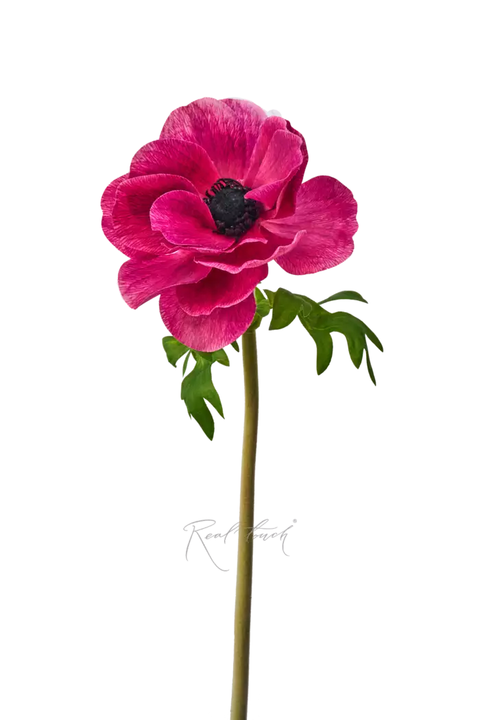 Анемона de Caen - Фиолетово-пурпурный