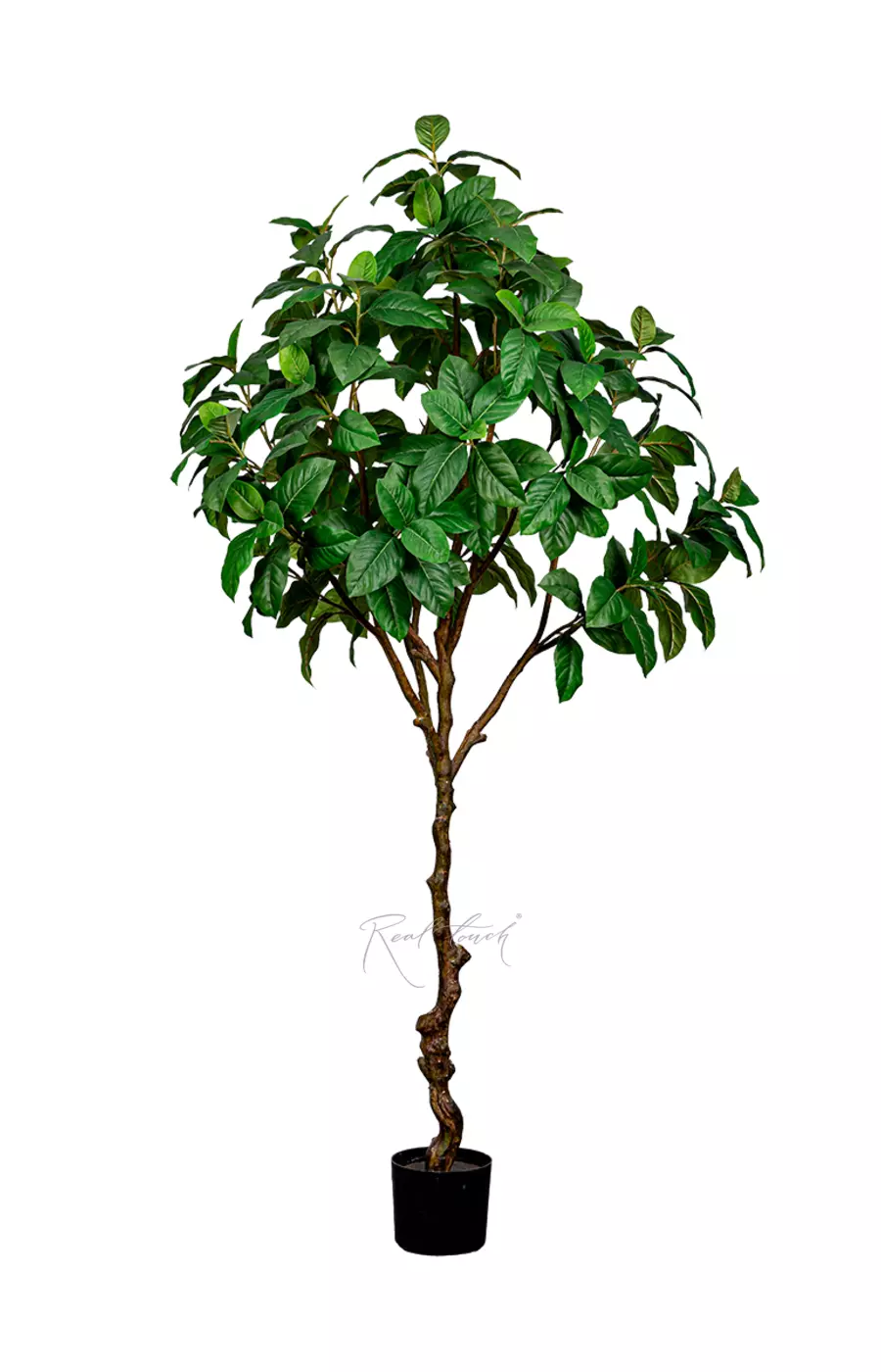 Фикус 210см - Зеленый