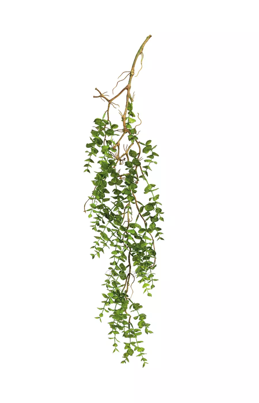 Портулакария ампельная - Зеленый