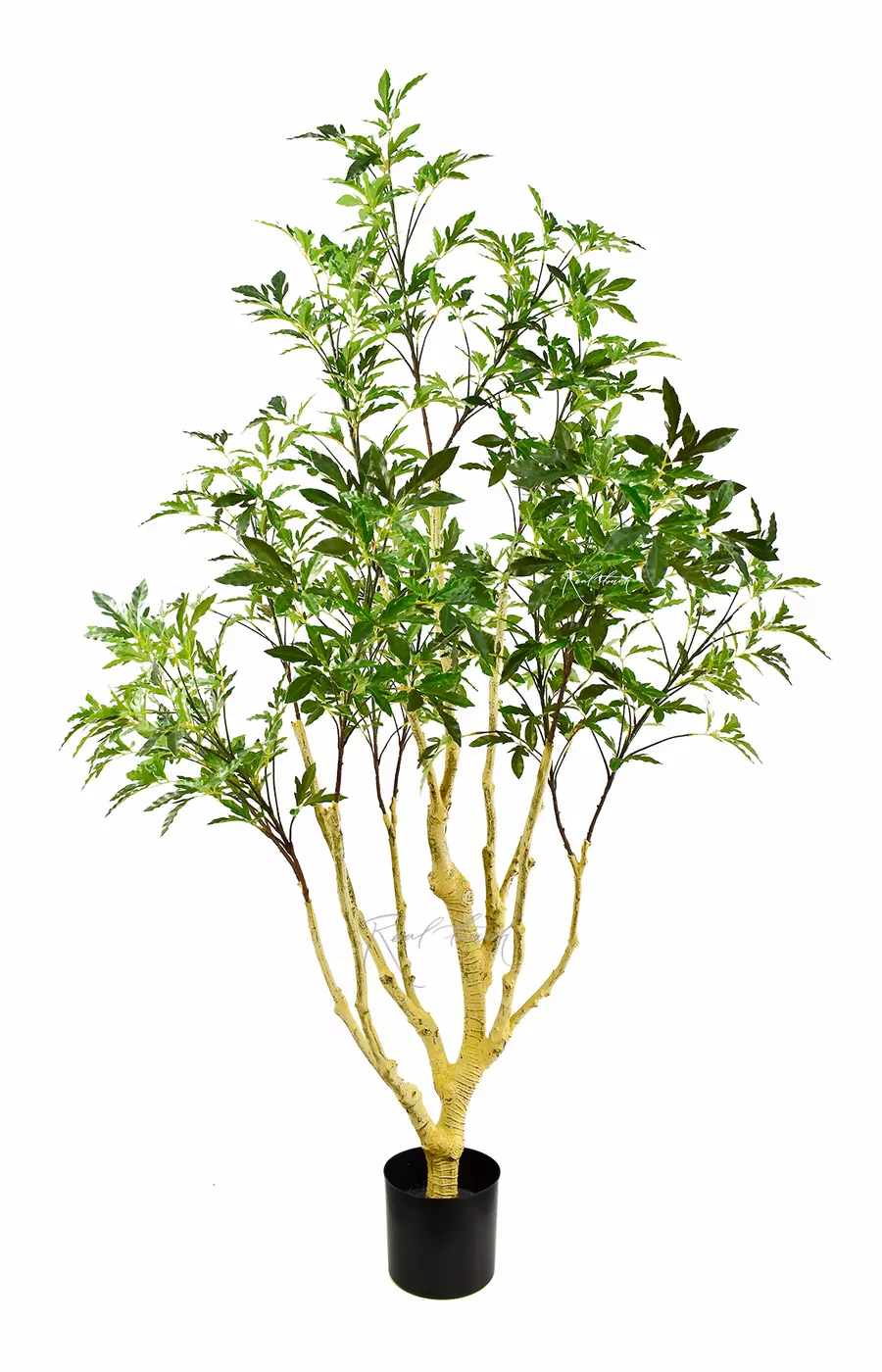 Клен Гиннала 180 см в кашпо - Зеленый