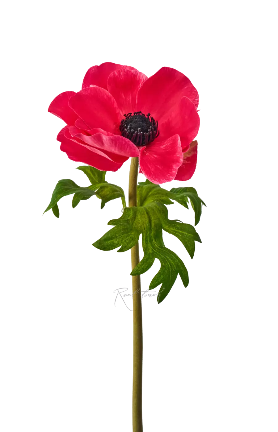 Анемона de Caen - Коралловый Анемона de Caen - Коралловый