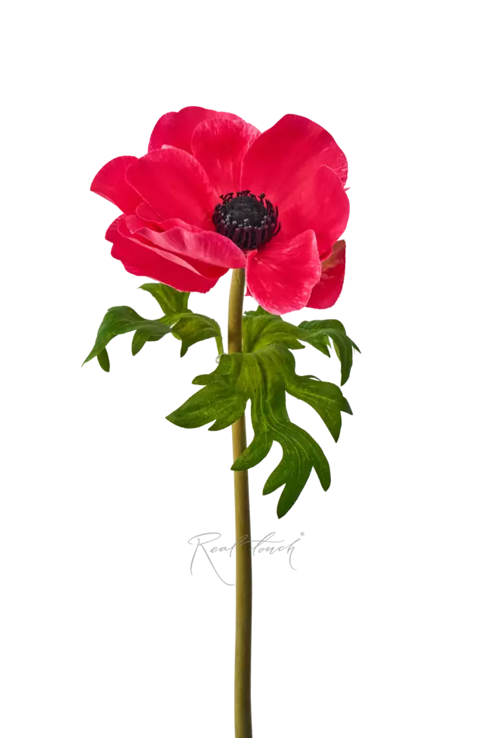 Анемона de Caen - Коралловый