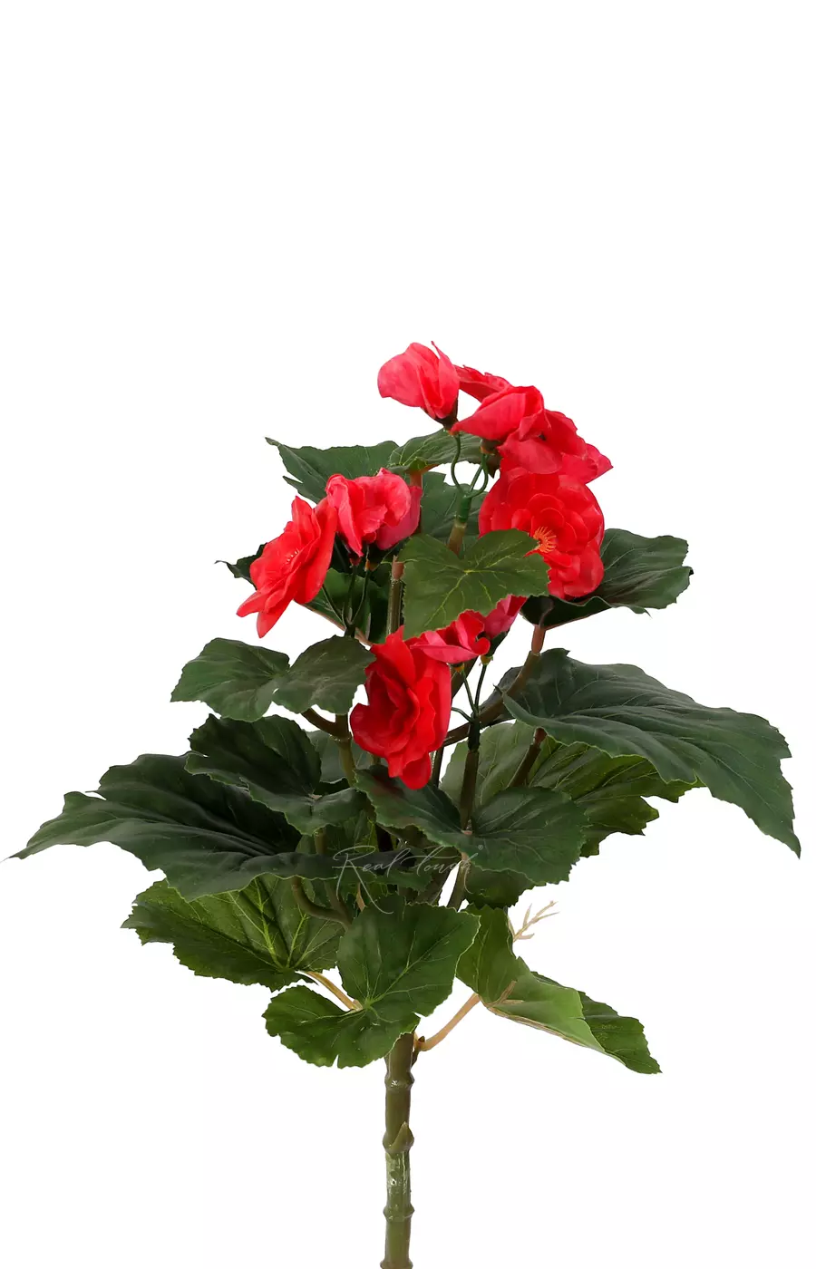 Бегония цветущая малая - Коралловый Бегония цветущая малая - Коралловый