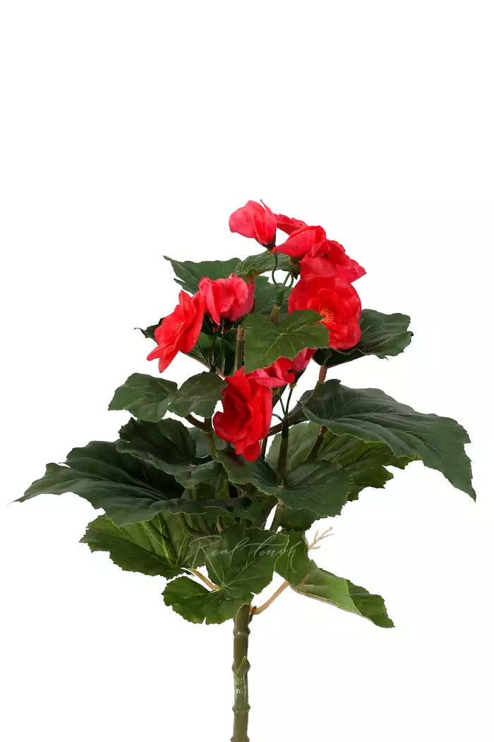 Бегония цветущая малая - Коралловый