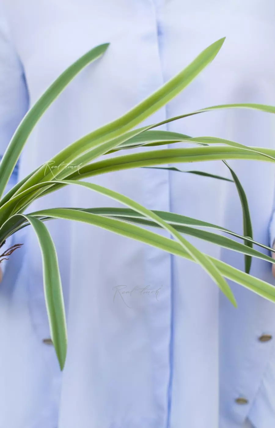 Куст листьев с бел.краями - Зеленый Куст листьев с бел.краями - Зеленый