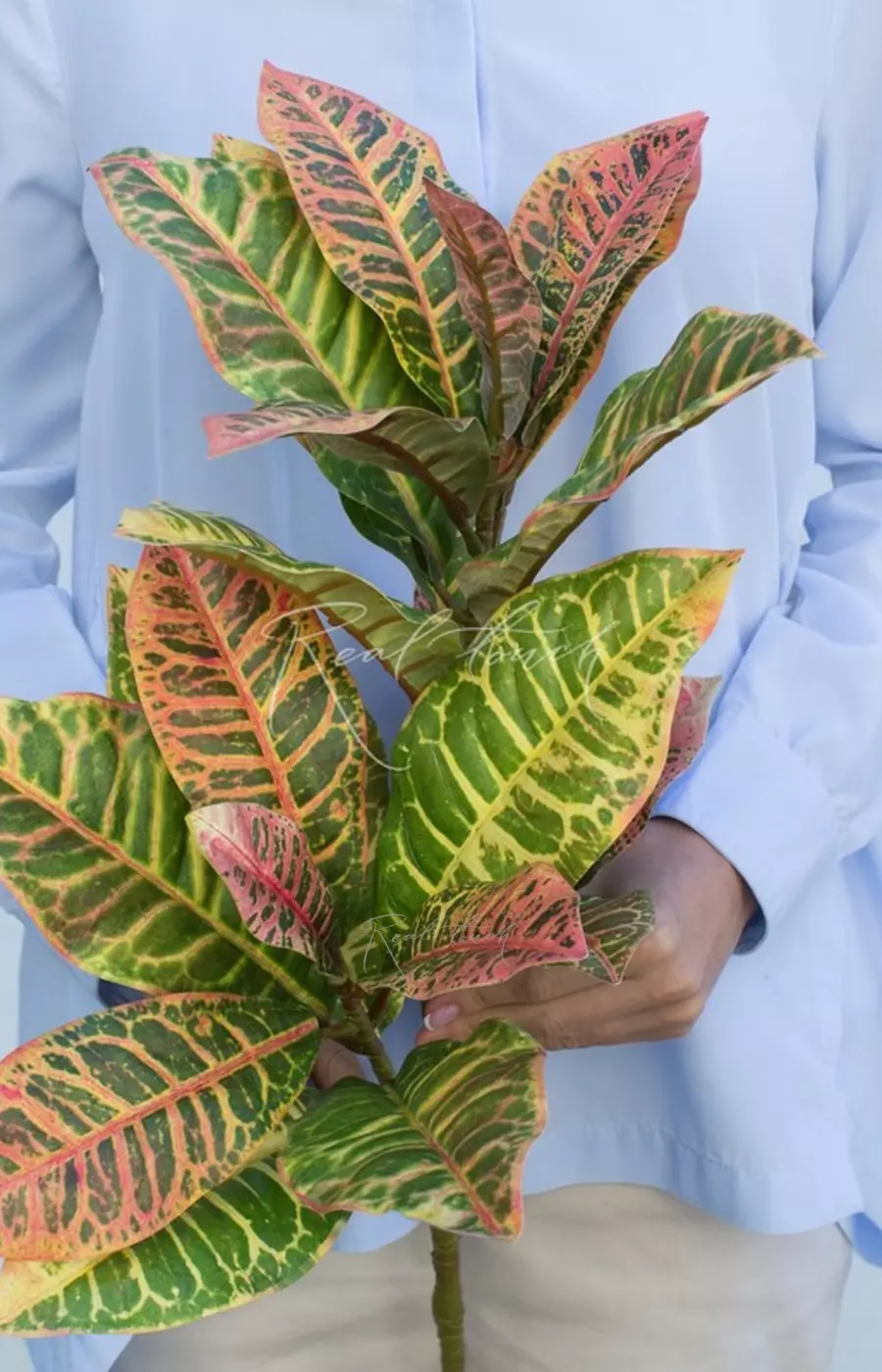 Ветка кротона большая - Зелено-красный
