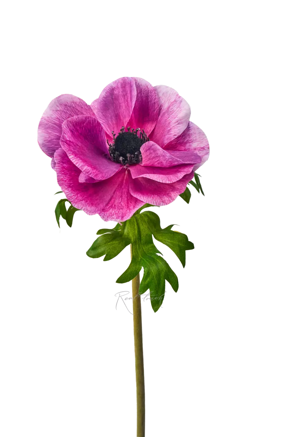 Анемона Де Каен - Фиолетово-розовый