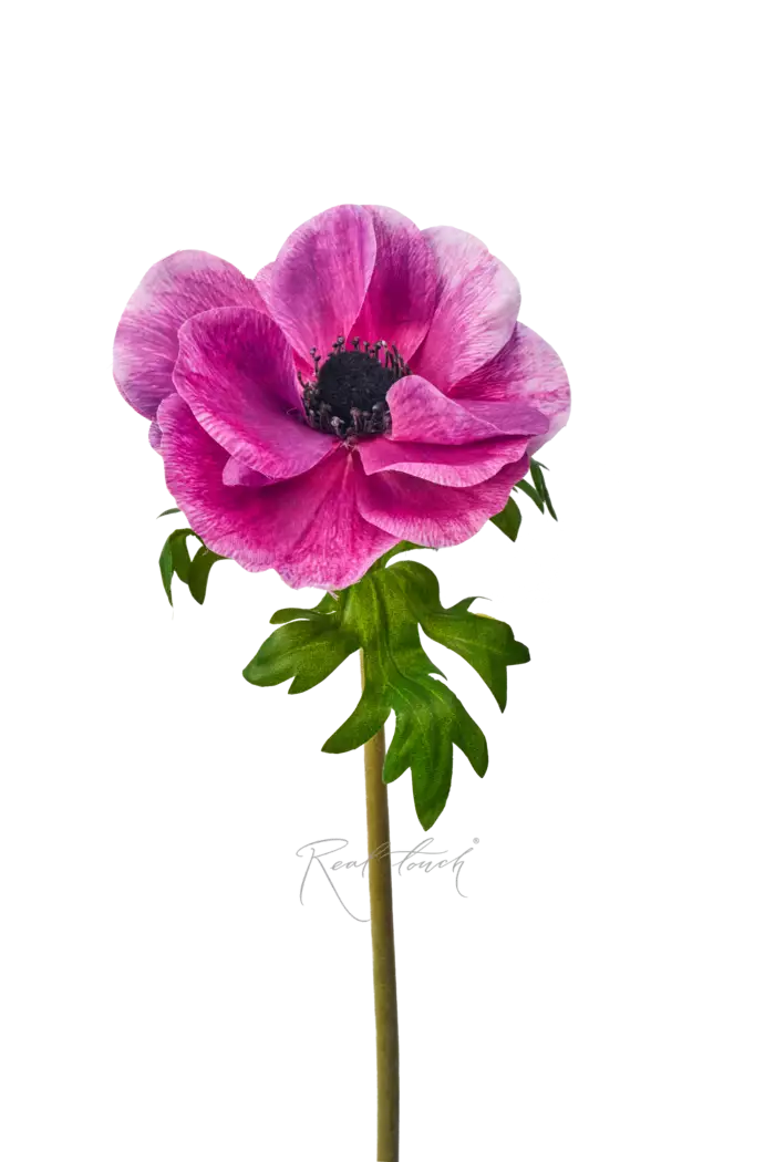 Анемона Де Каен - Фиолетово-розовый Анемона Де Каен - Фиолетово-розовый