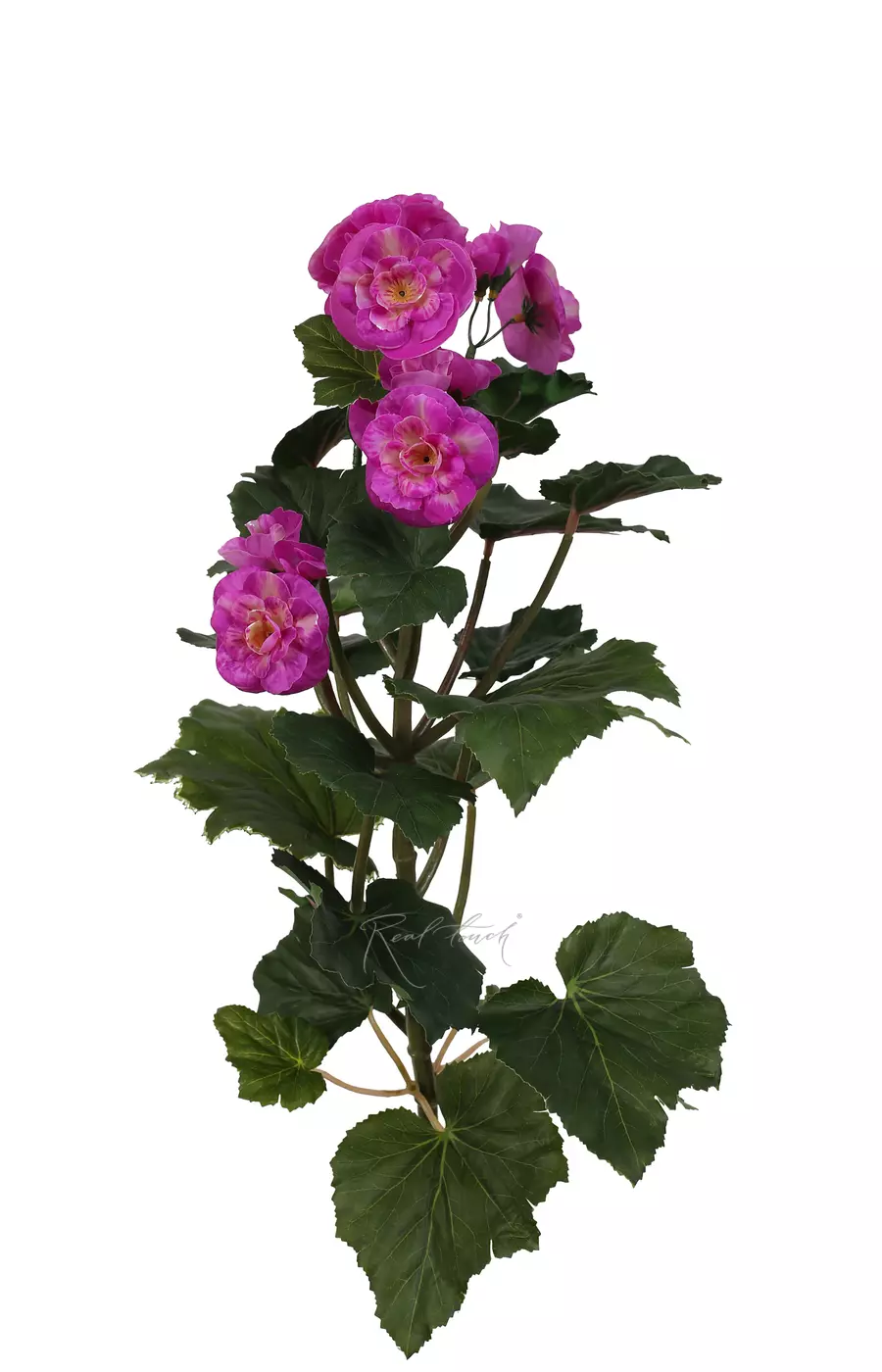 Бегония цветущая средняя - Фуксия Бегония цветущая средняя - Фуксия