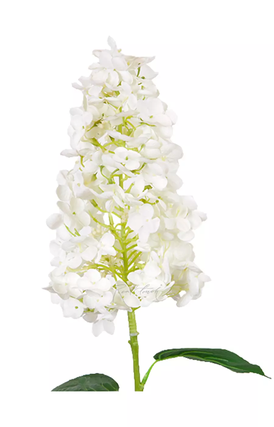 Гортензия метельчатая на стебле - Белый