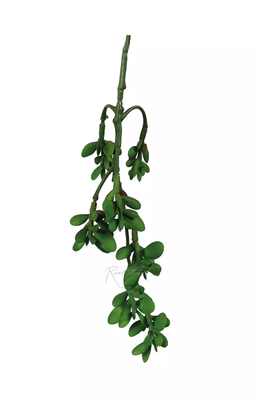 Суккулент 401 - Зеленый