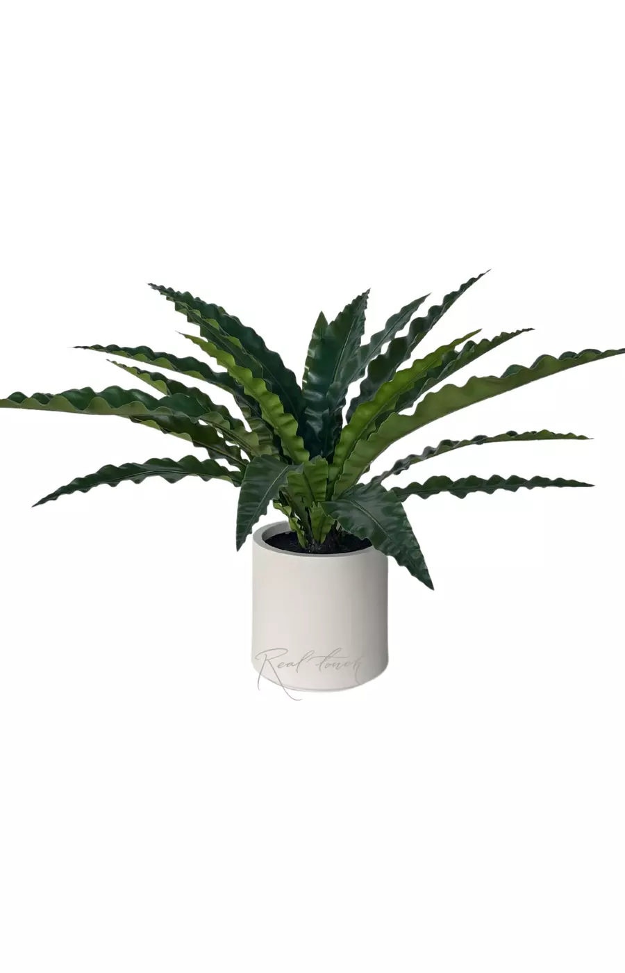 Асплениум в декоративном кашпо 85 см (20 листьев) - Зеленый