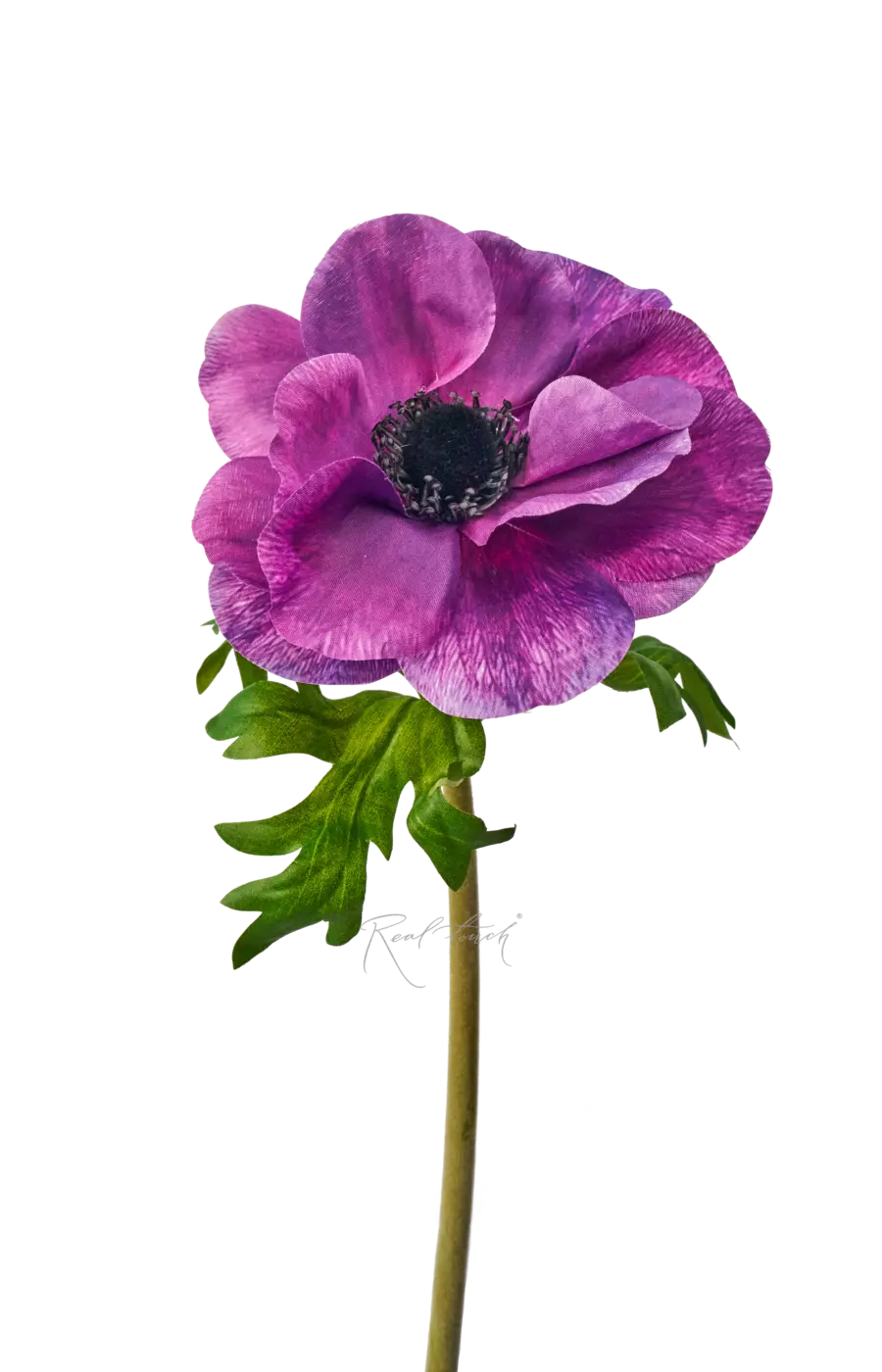 Анемона Де Каен - Темно-фиолетовый Анемона Де Каен - Темно-фиолетовый