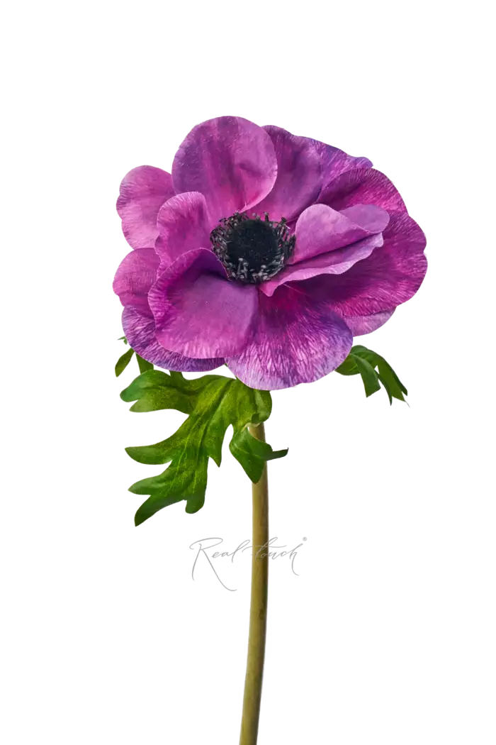 Анемона Де Каен - Темно-фиолетовый