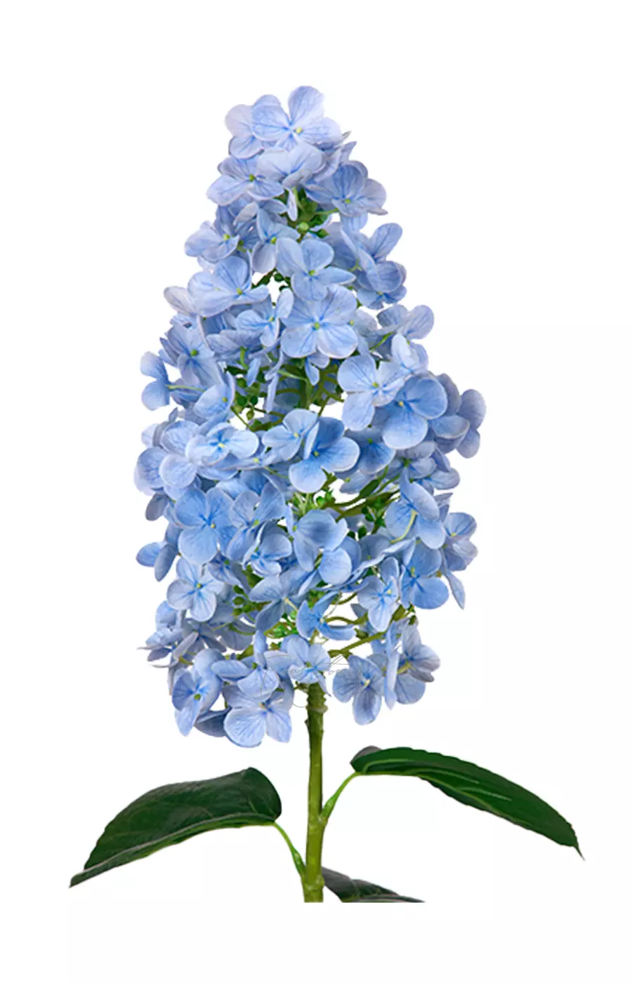 Гортензия метельчатая на стебле - Голубой