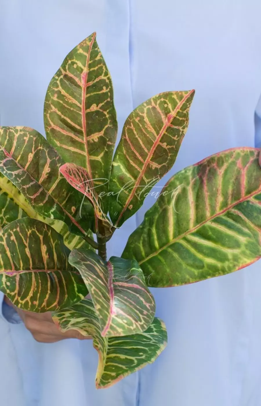 Ветка кротона малая - Зеленый