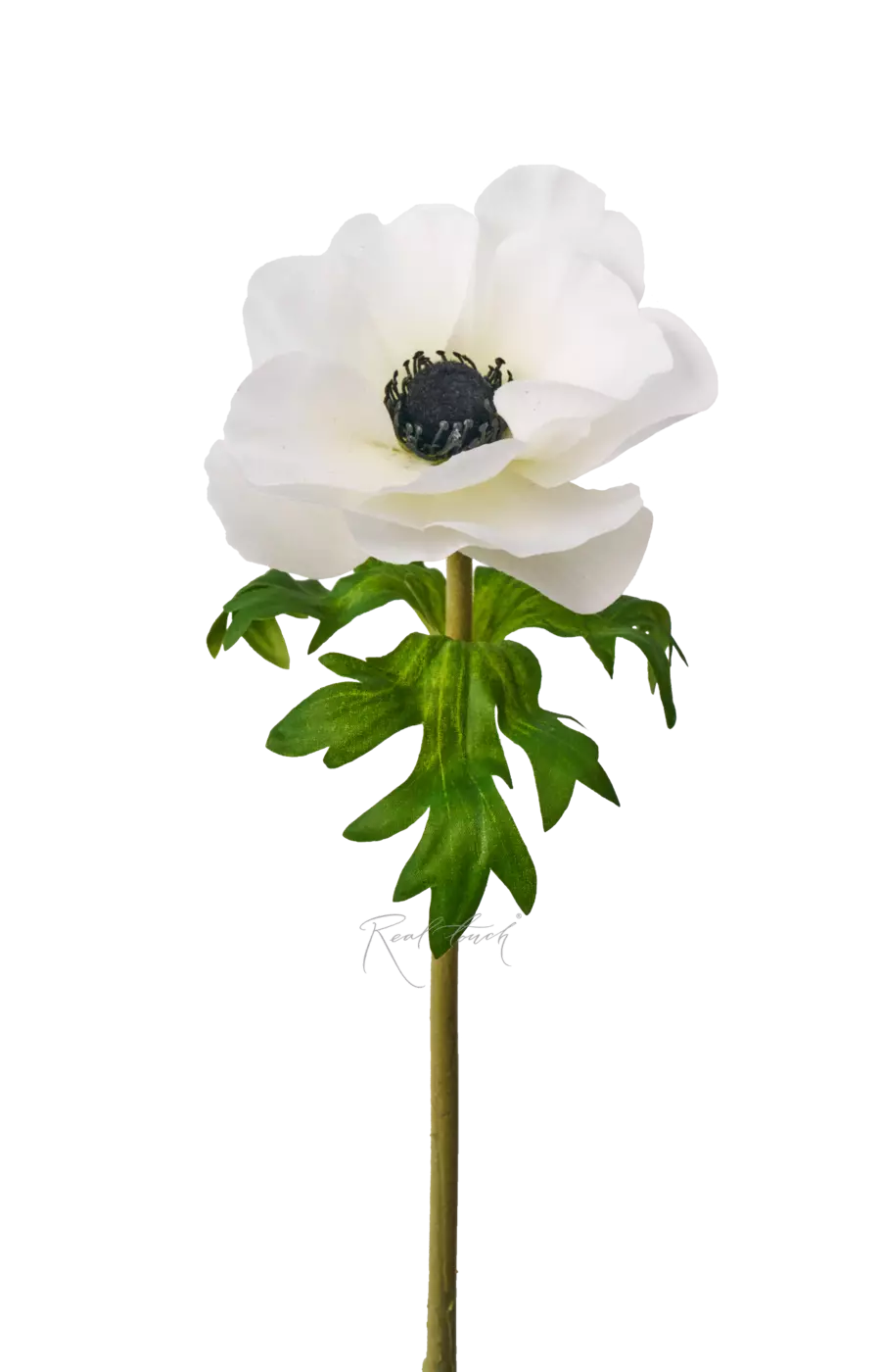 Анемона Де Каен - Белый Анемона Де Каен - Белый