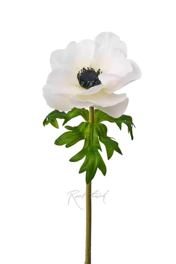 Анемона Де Каен - Белый