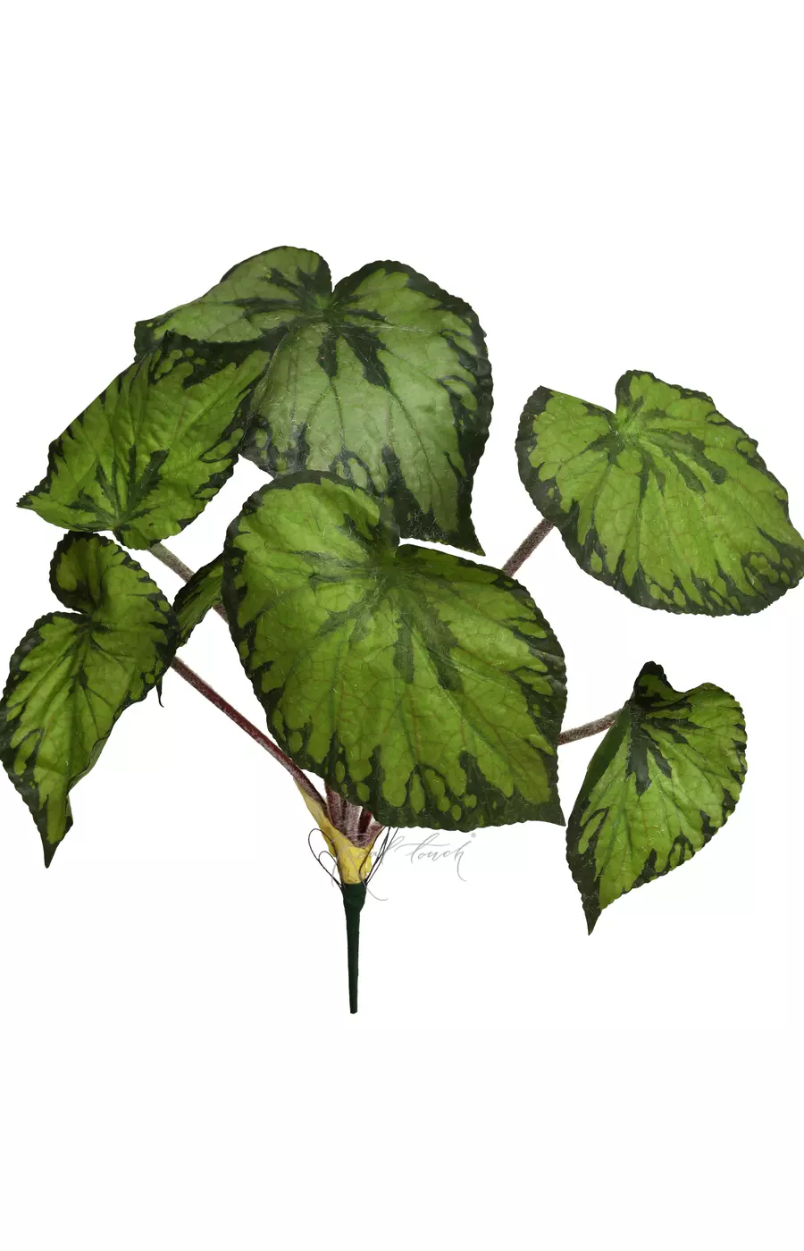 Бегония большая - Зеленый Бегония большая - Зеленый