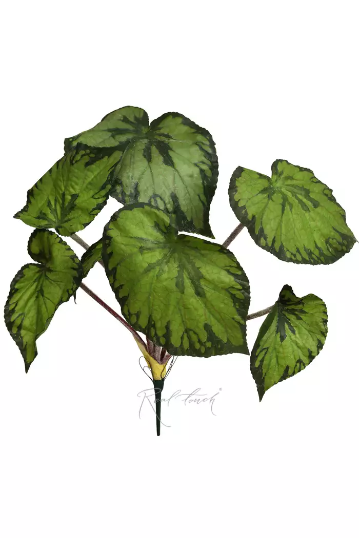 Бегония большая - Зеленый