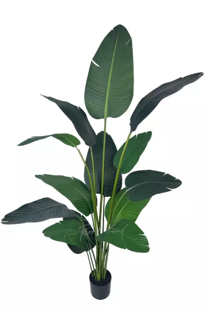 Стрелиция Николая 200 см (13 листьев) - Зеленый