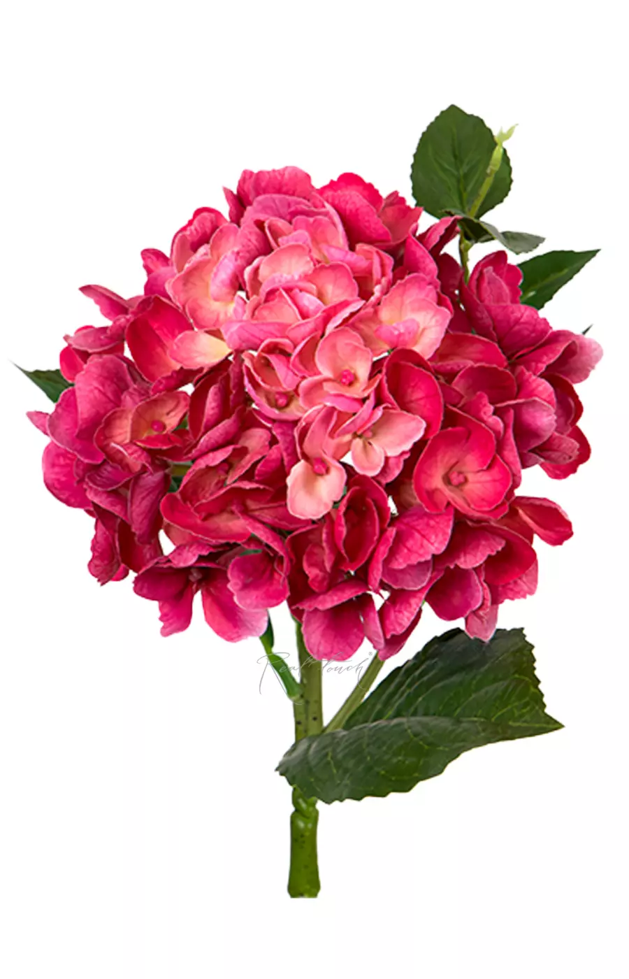 Гортензия крупнолистная small на стебле - Темная фуксия