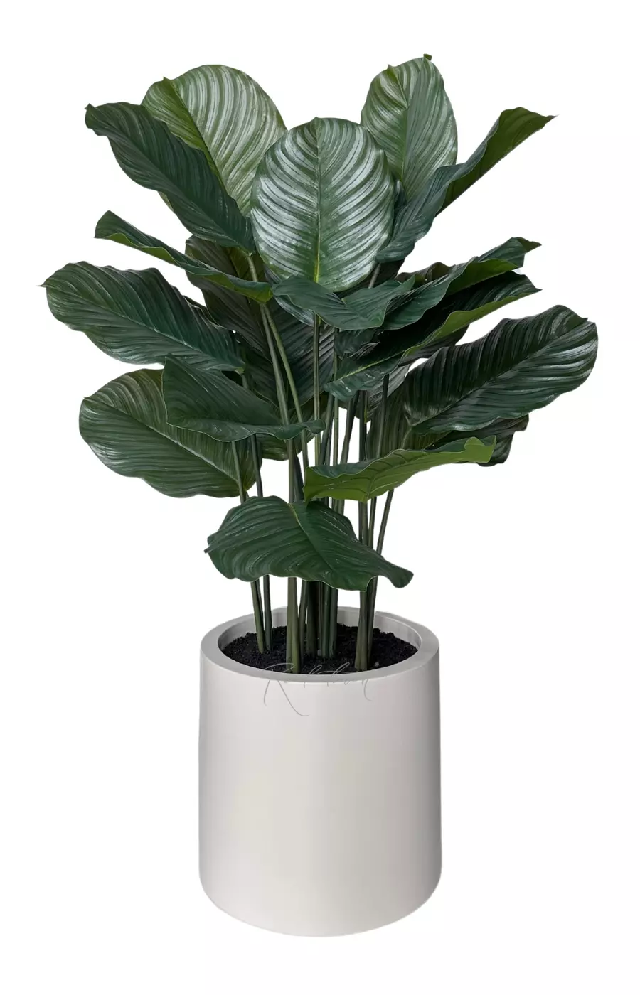 Калатея круглолистная в декоративном кашпо 115 см - Зеленый