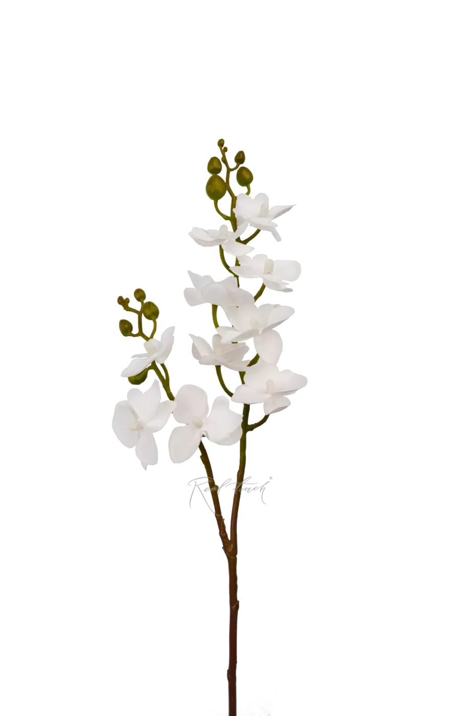 Орхидея фаленопсис малая (2 ветки 10 соц, моно) - Белый