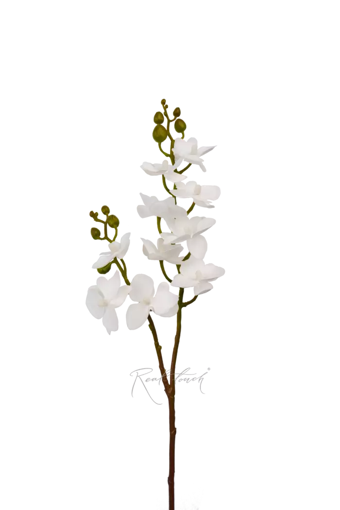 Орхидея фаленопсис малая (2 ветки 10 соц, моно) - Белый Орхидея фаленопсис малая (2 ветки 10 соц, моно) - Белый