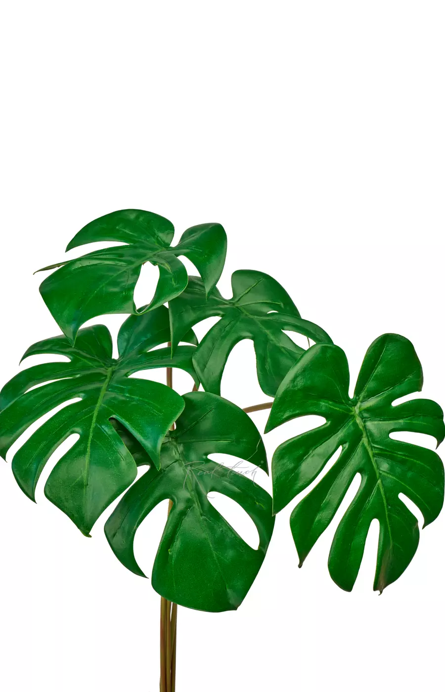 Пучок из 6 листьев монстер - Зеленый