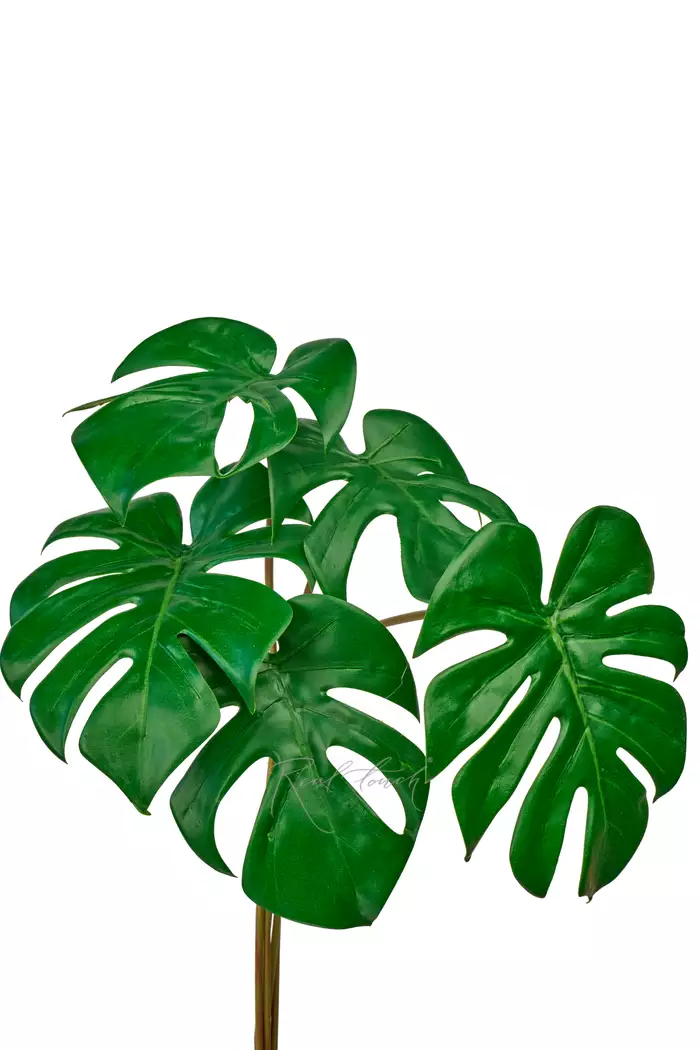 Пучок из 6 листьев монстер - Зеленый