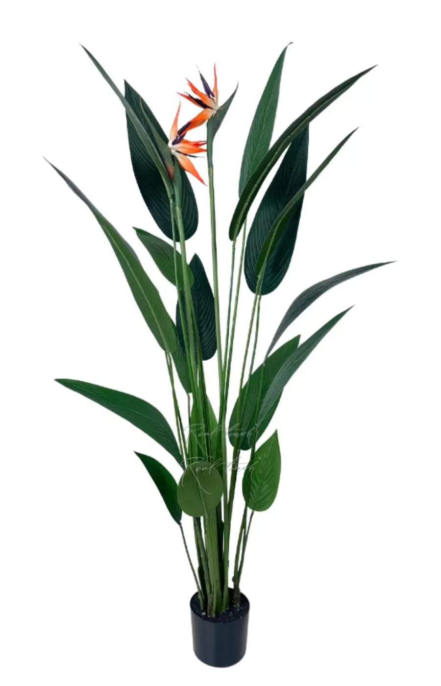 Стрелиция Королевская 150 см (18 листьев) - Зеленый