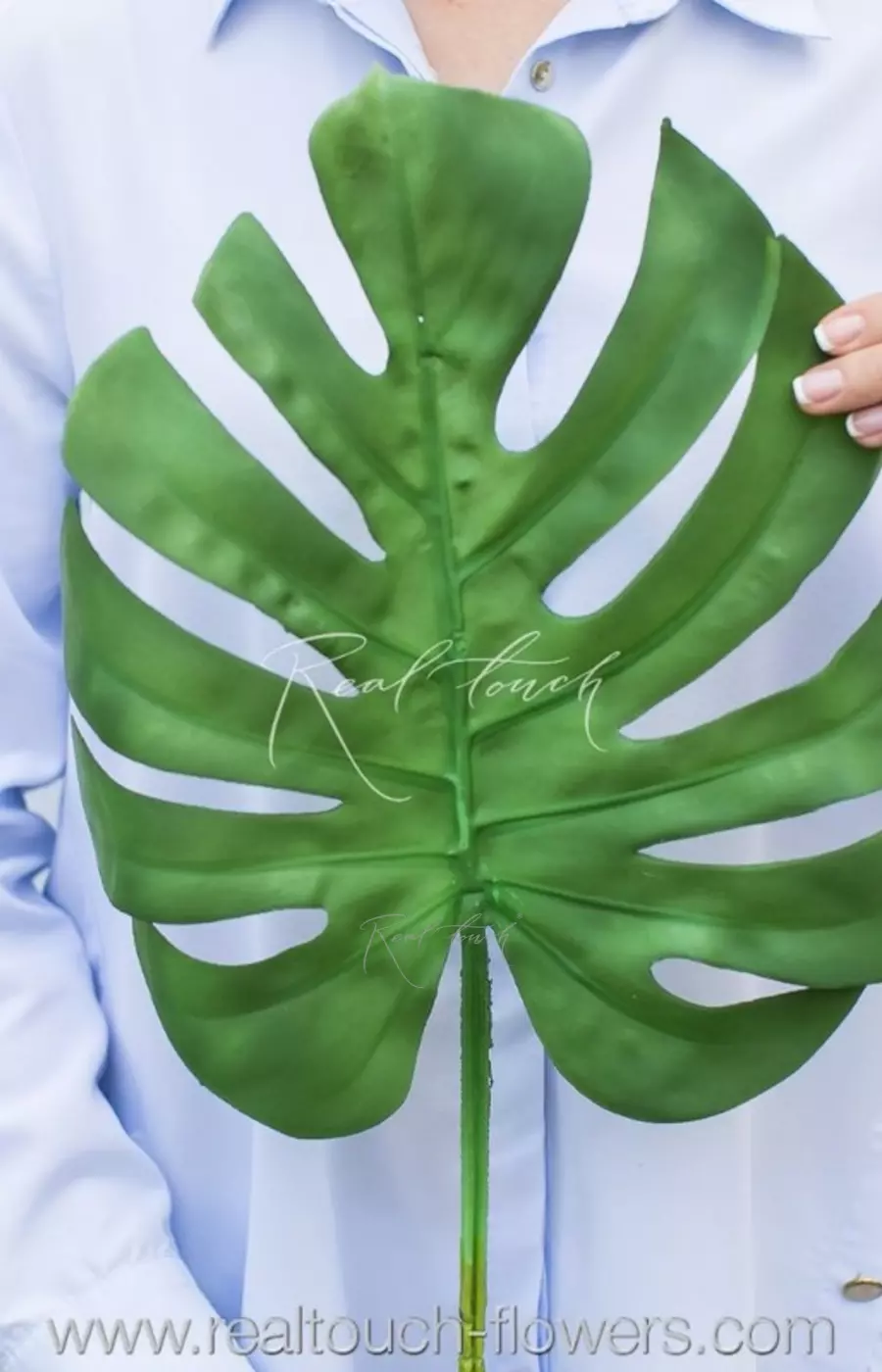 Лист монстеры - Зеленый