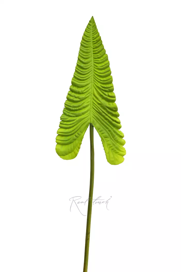 Лист Антуриума Вейча - Светло-зеленый