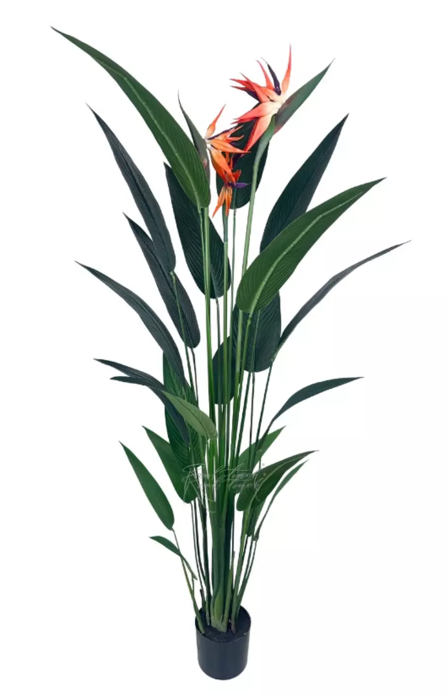 Стрелиция Королевская 180 см (22 листьев) - Зеленый