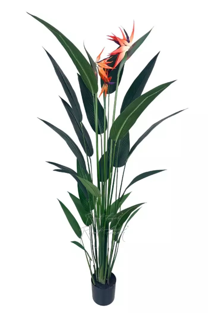 Стрелиция Королевская 180 см (22 листьев) - Зеленый