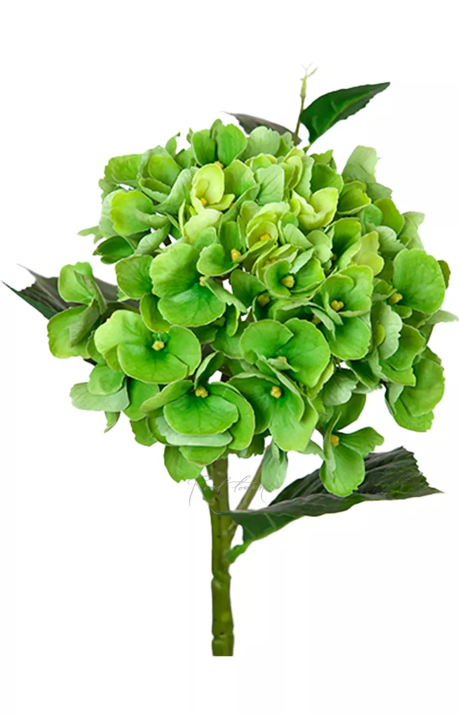 Гортензия крупнолистная small на стебле - Зеленый