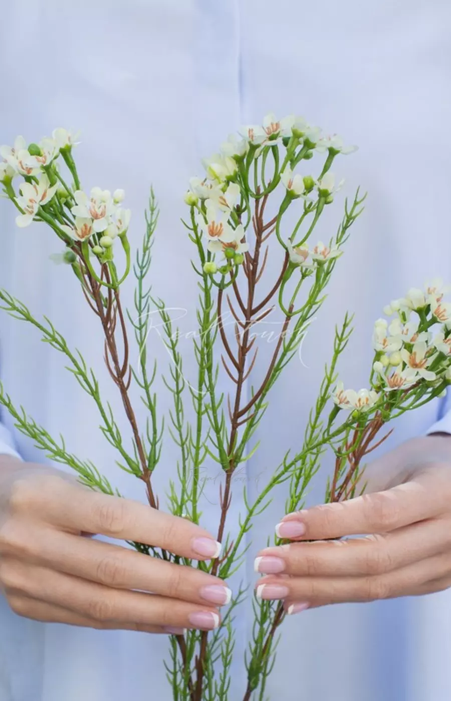 Хамелациум - Светло-желтый