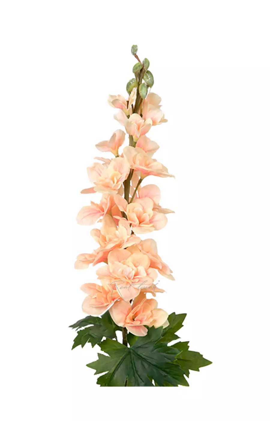 Дельфиниум малый - Персиковый