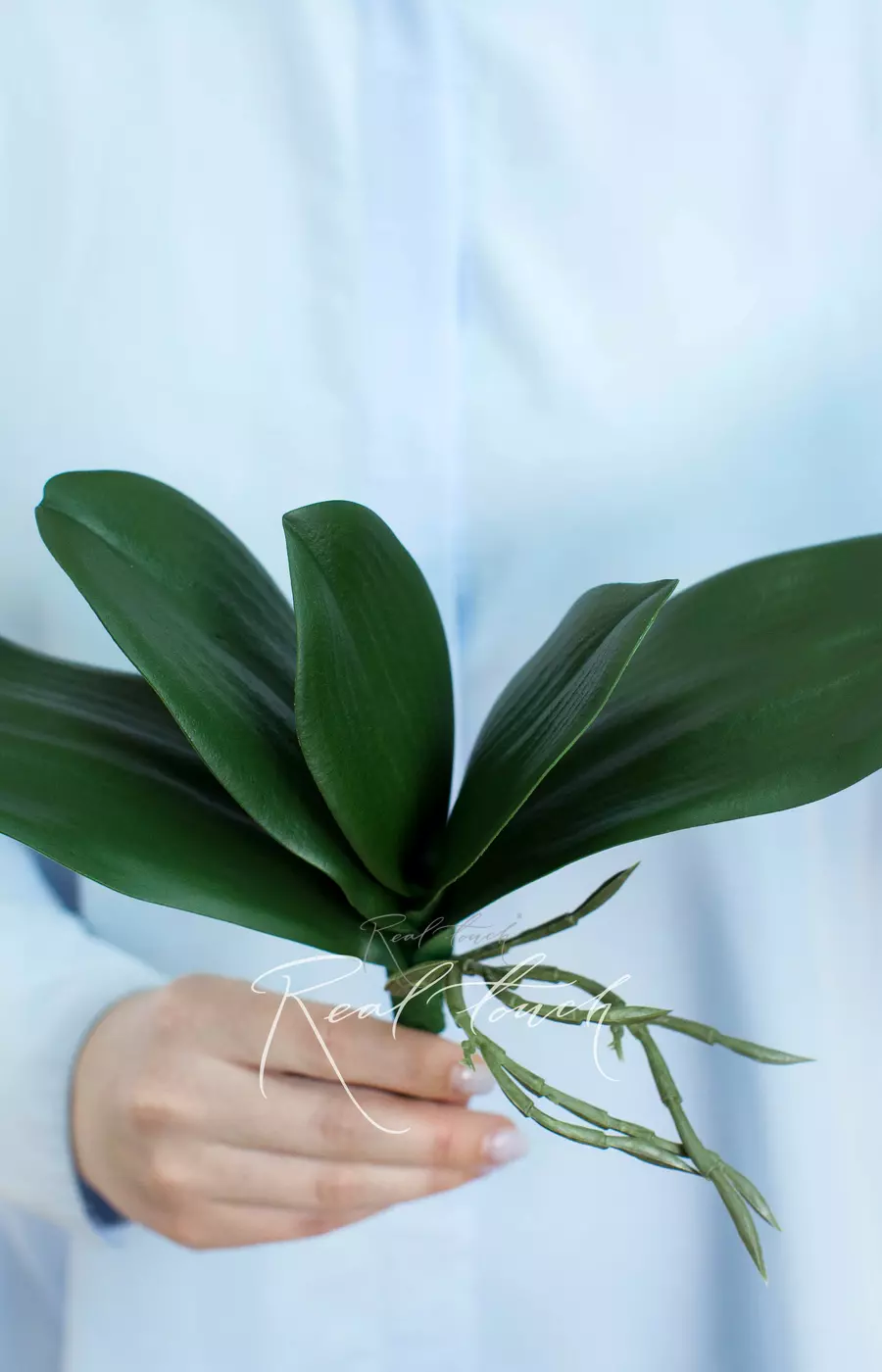 Листья Орхидеи 25см (из 5 листьев) - Зеленый