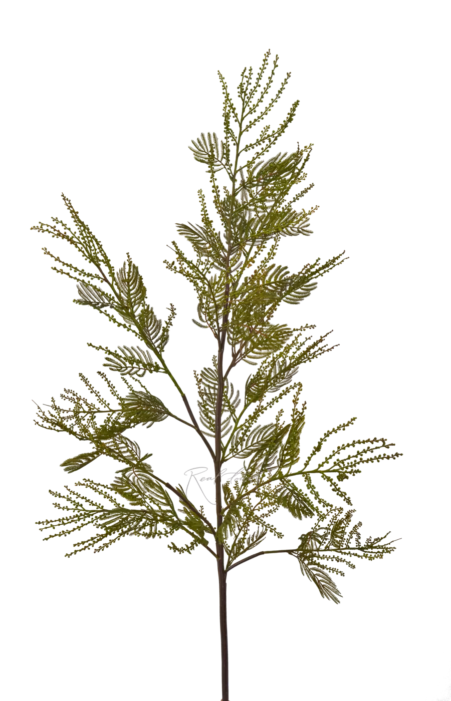 Мимоза 154 см - Зеленый Мимоза 154 см - Зеленый