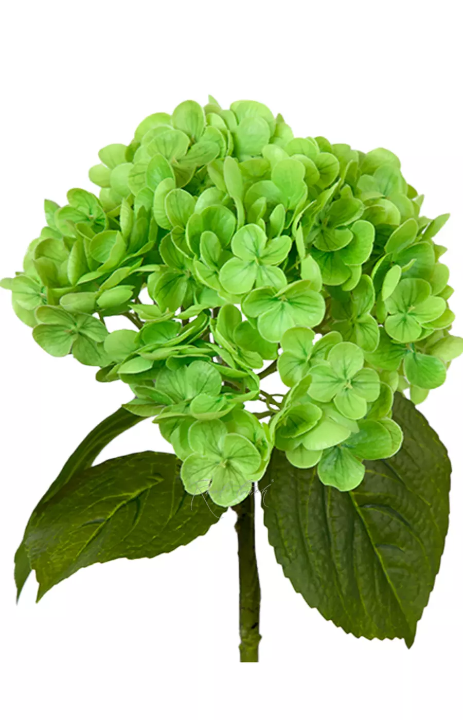 Гортензия садовая на стебле - Зеленый